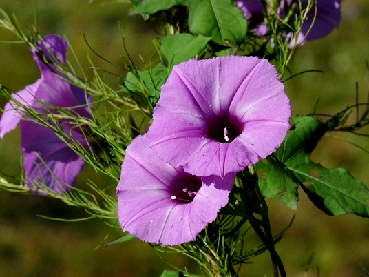 {Ipomoea cordatotriloba}